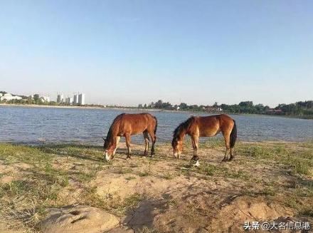 美爆了！大名北湖公園美景來了，一大波高清圖曝光——邯鄲文化網(wǎng)